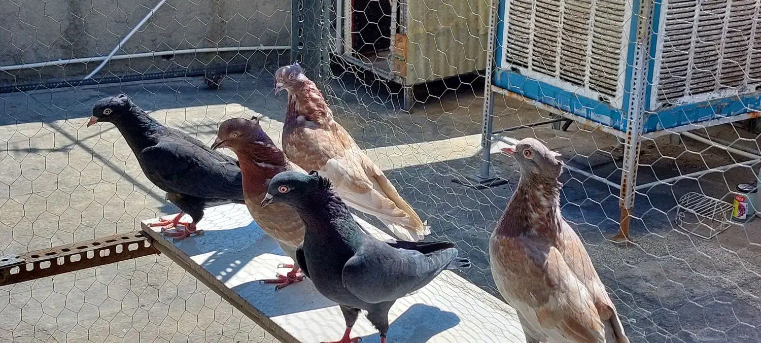 کبوتر|پرنده|تهران, جوادیه|دیوار