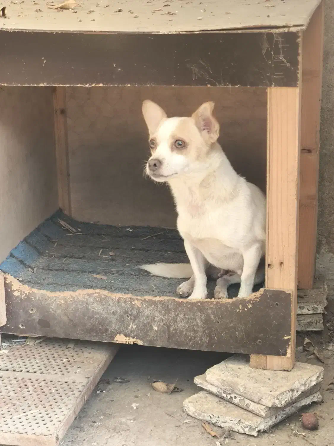 واگذاری سگ پاکوتاه|سگ|رودسر, |دیوار