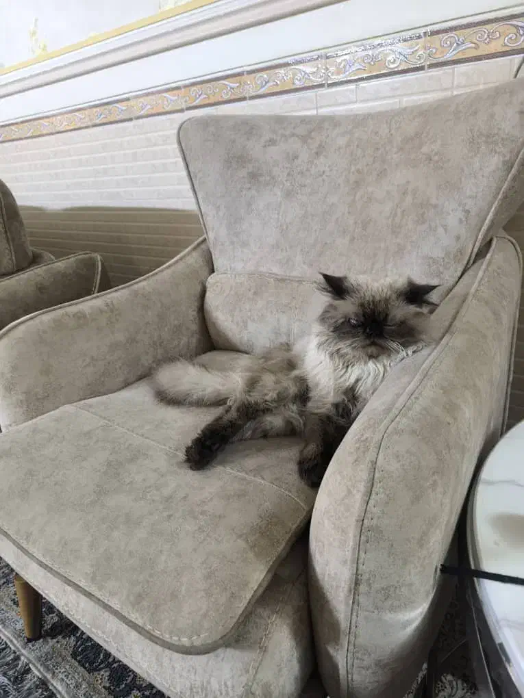 واگذاری گربه پرشین بسیار خوشرنگ|گربه|زاهدان, |دیوار