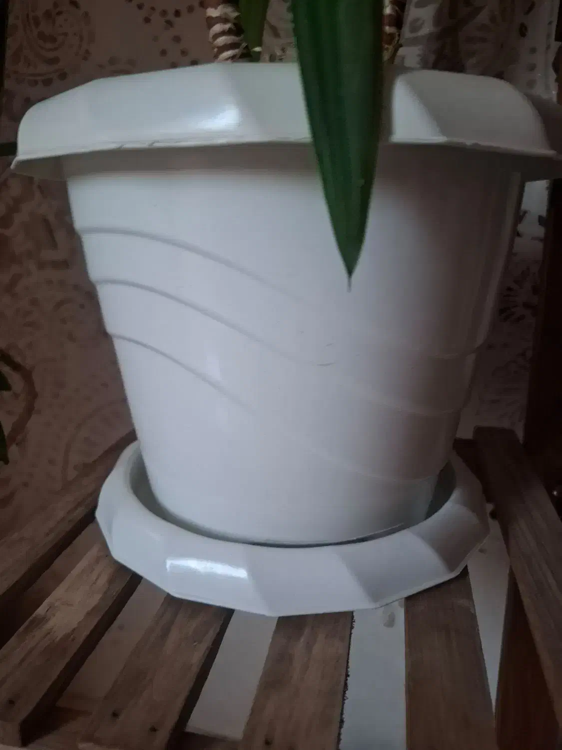 گلدان|گل و گیاه طبیعی|آذرشهر, |دیوار