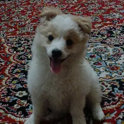 سگ اشپیتز|سگ|تبریز, |دیوار