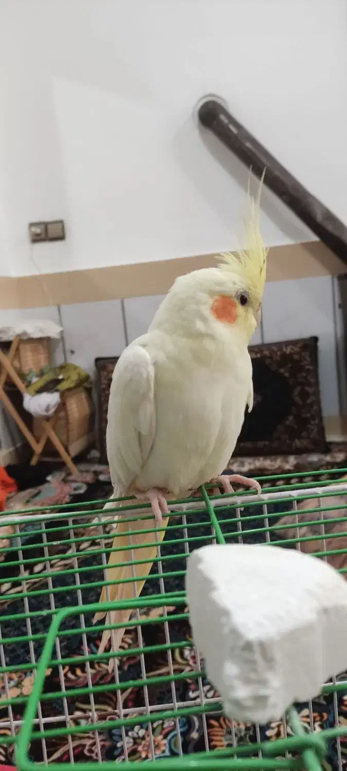 پرنده|پرنده|تربت‌حیدریه, بیمارستان رازی|دیوار