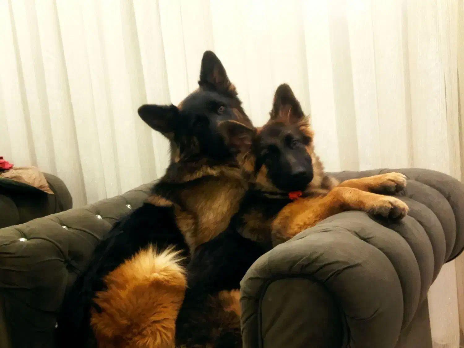 واگذاری .توله ژرمن ماده اصل وشجره دار|سگ|سلماس, |دیوار