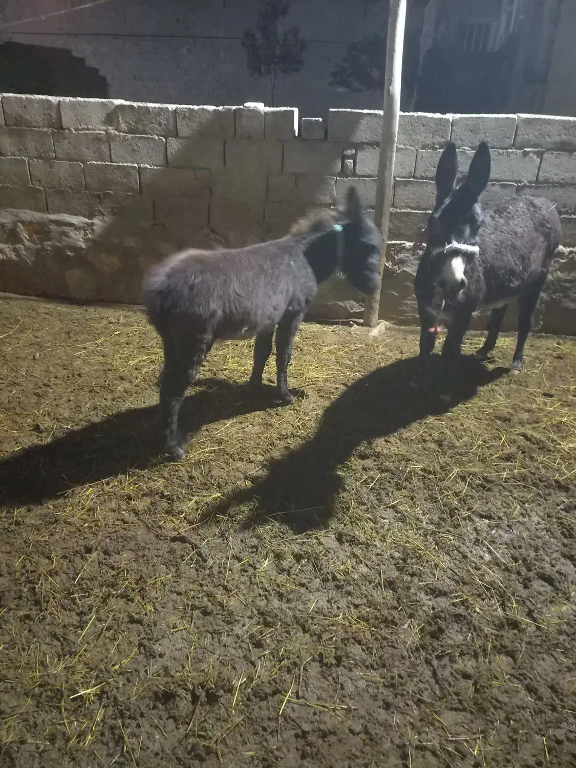 کره خر ماده|حیوانات مزرعه|سراجو, |دیوار