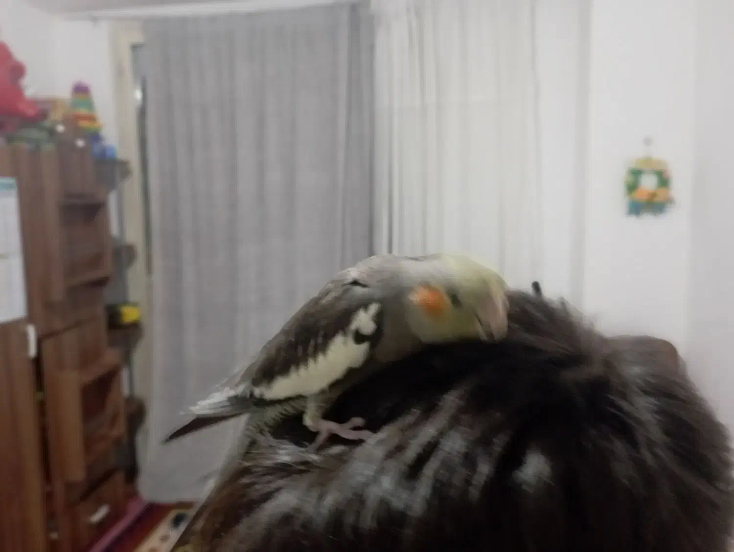 عروس هلندی|پرنده|هشتگرد, فاز ۳ مهستان|دیوار