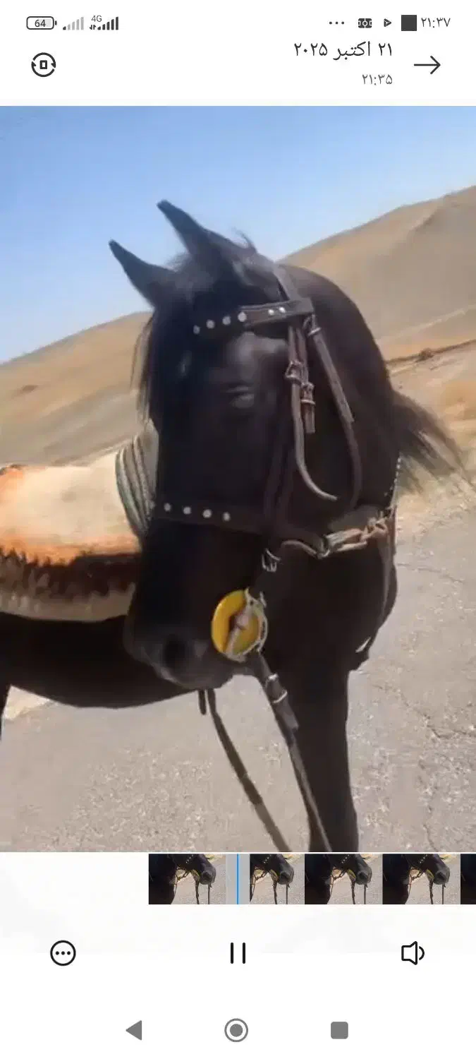 اسب کره|اسب و تجهیزات اسبسواری|اردبیل, |دیوار