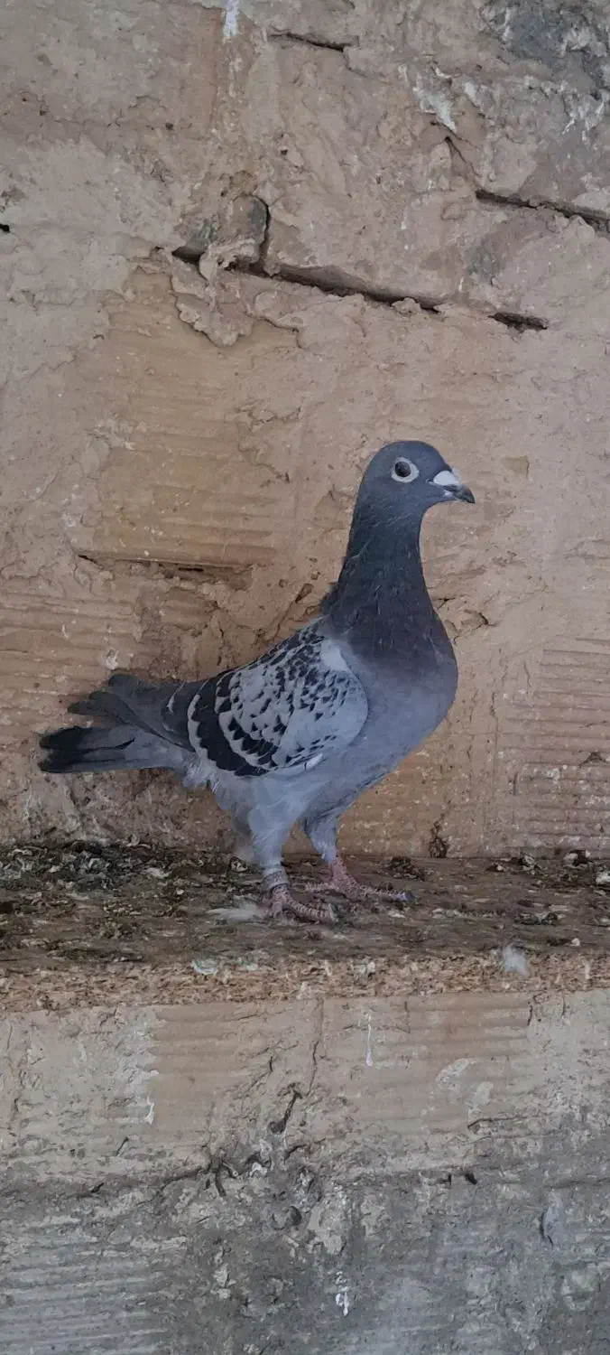 سبز ماده|پرنده|بردسکن, |دیوار