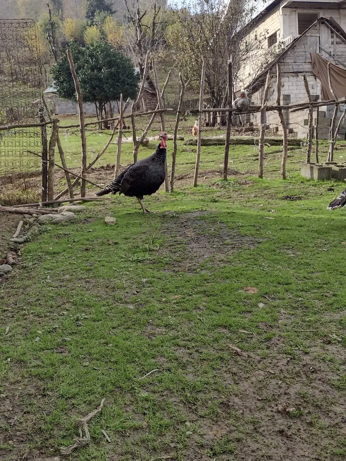 شاخدار محلی و بوقلمون محلی|حیوانات مزرعه|ماکلوان, |دیوار