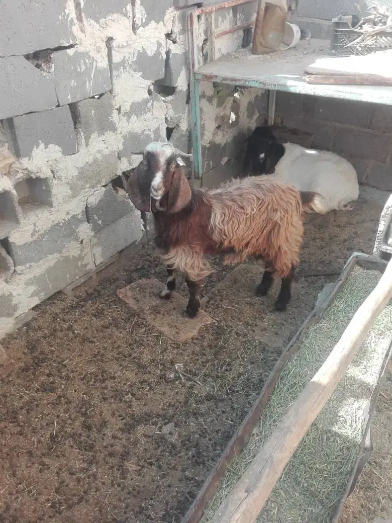 کهره نر|حیوانات مزرعه|زرین دشت (فارس), |دیوار