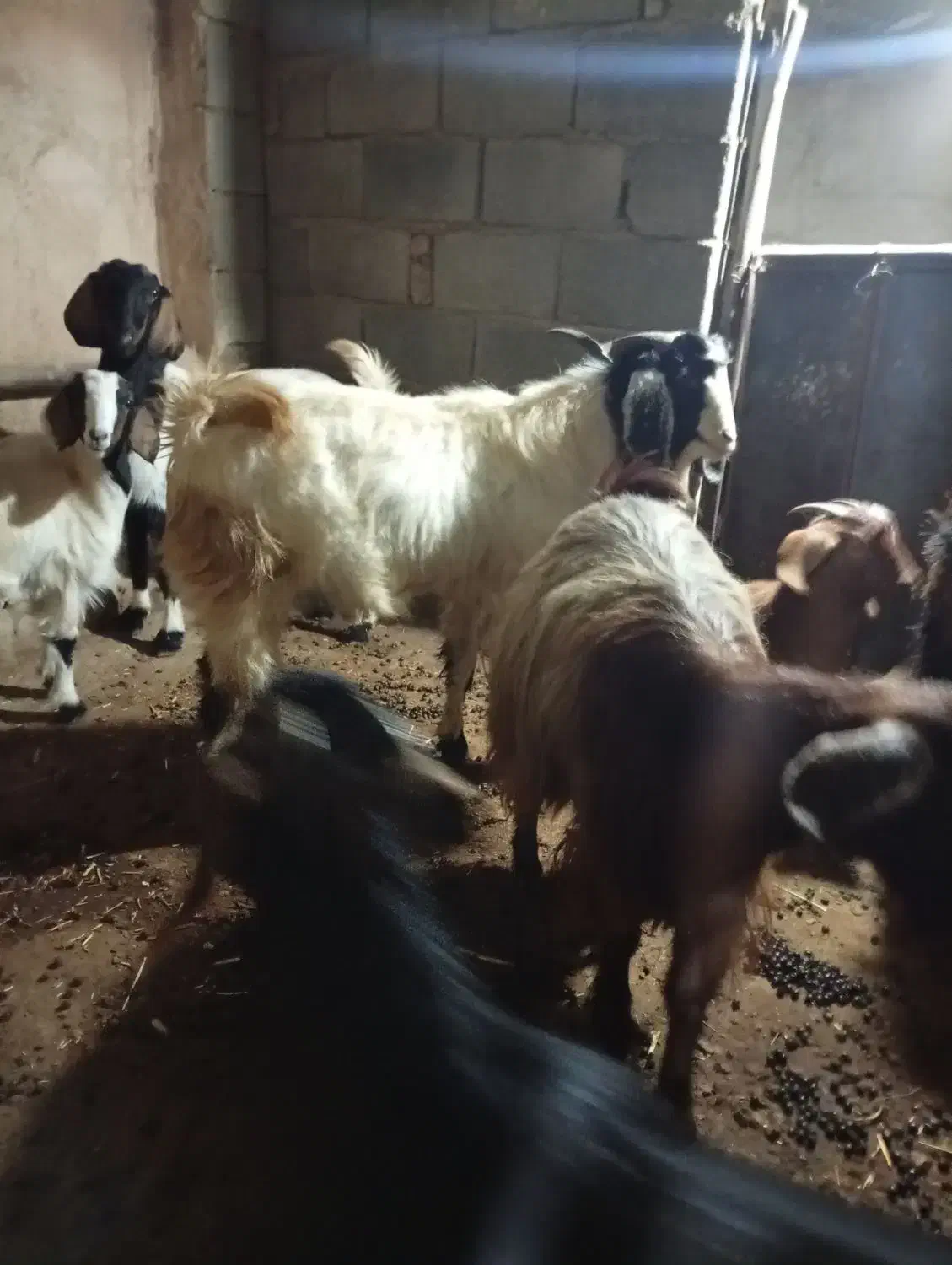 فروش گوسفند|حیوانات مزرعه|صحنه, |دیوار