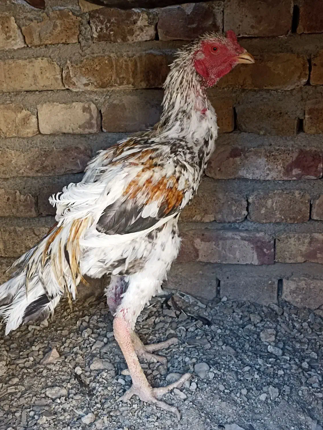 خروس|حیوانات مزرعه|سراوان, |دیوار