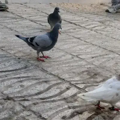 کم شود.  جوجو سبز|حیوانات|قوچان, |دیوار