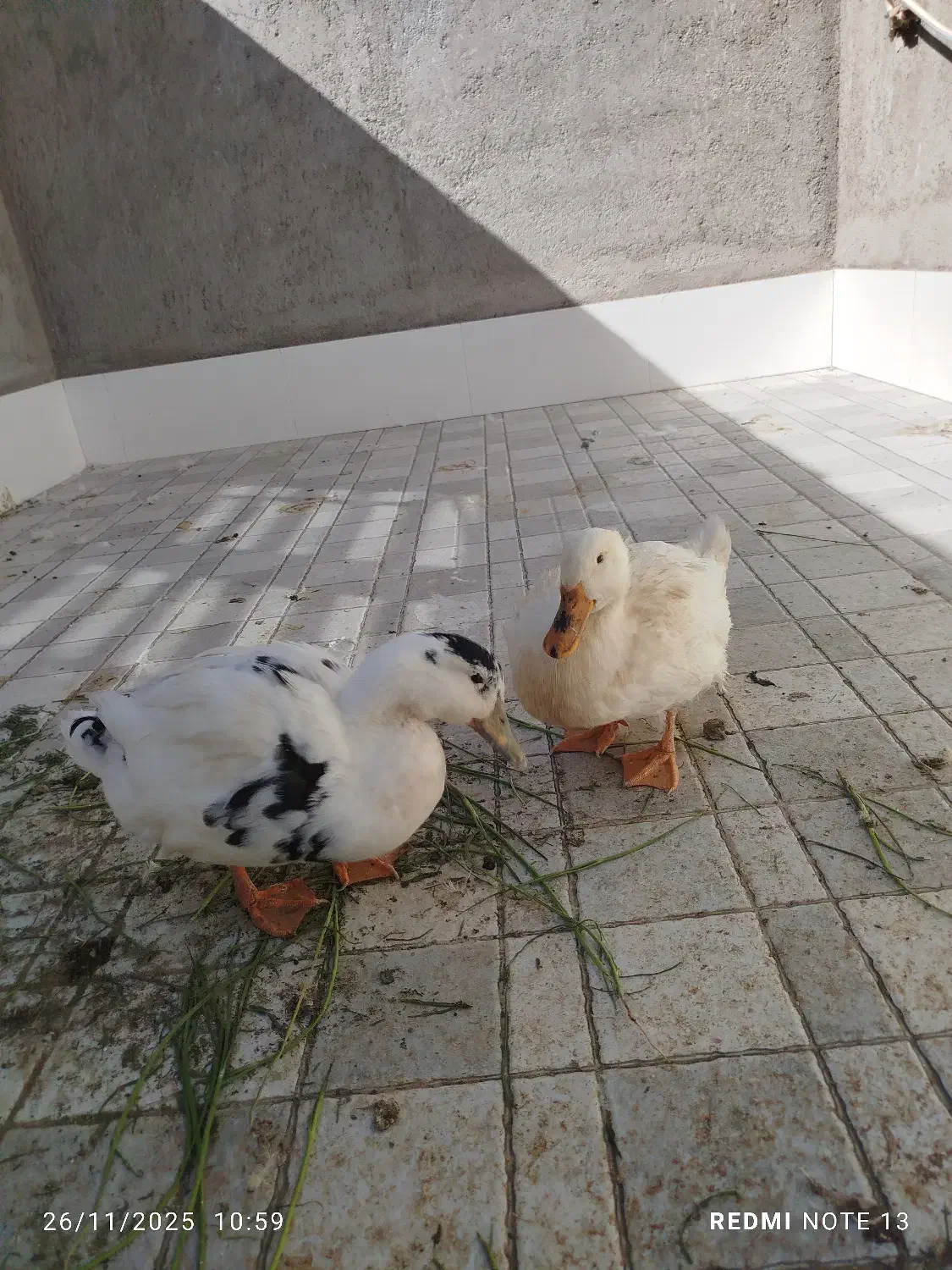 یک جفت اردک|حیوانات مزرعه|نی‌ریز, |دیوار