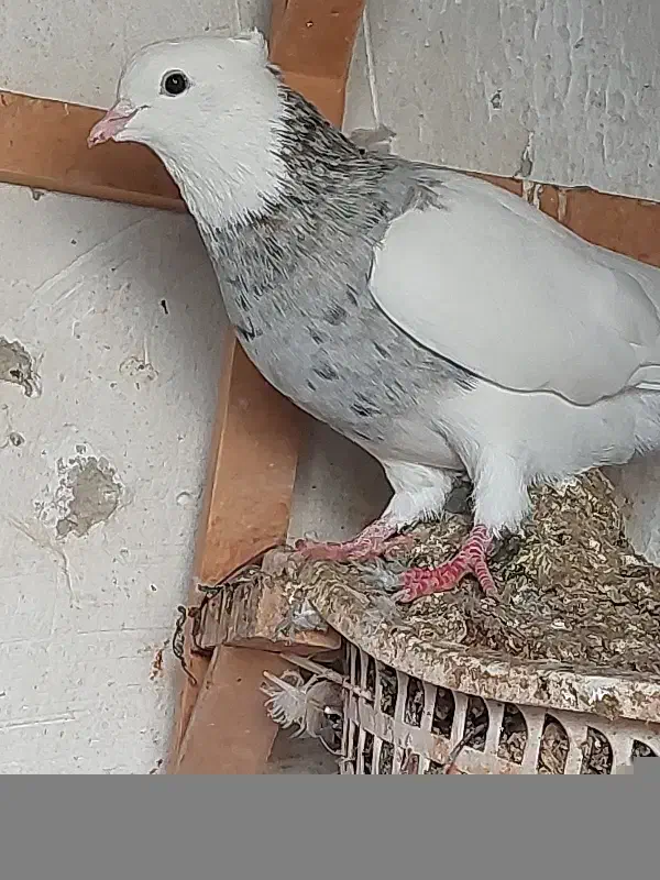 طوقی هفت رنگ|پرنده|برازجان, |دیوار