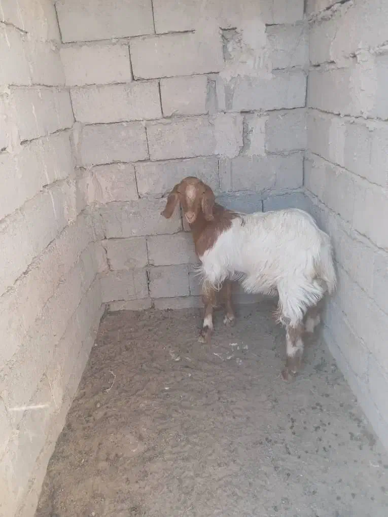 گتاچ محلی|حیوانات مزرعه|سراوان, |دیوار