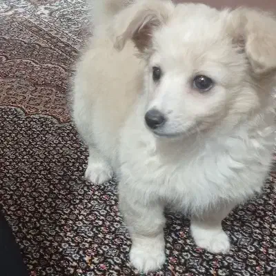 سگ پامرین|سگ|جلفا, |دیوار