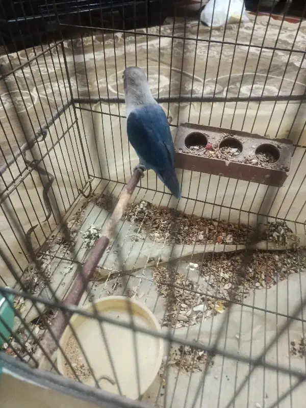 طوطی کوتوله نر|پرنده|کرمان, |دیوار