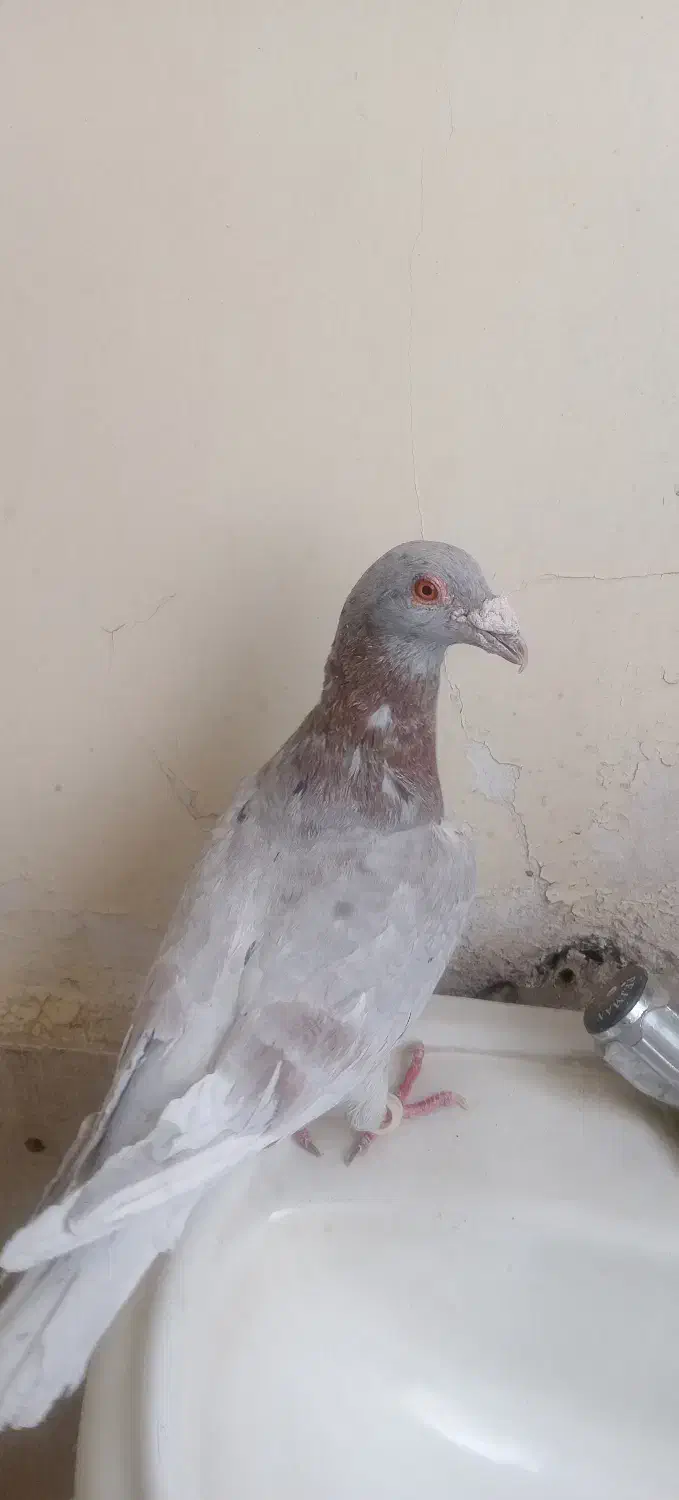 کبوتر 2 رگ|پرنده|سبزوار, طبرسی (جعفرآباد)|دیوار