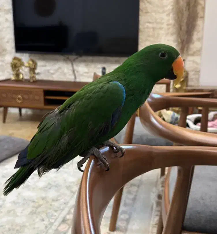 طوطی اکلکتوس|پرنده|شیراز, پودنک|دیوار