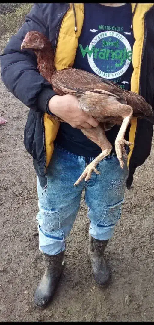 فروش مرغ لاری و خروس لاری بالغ اصیل|حیوانات مزرعه|چابکسر, |دیوار