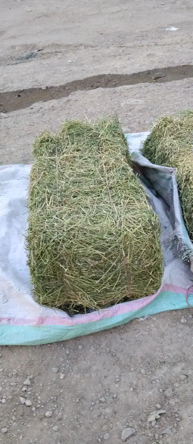 یونجه|حیوانات مزرعه|مسجد سلیمان, |دیوار