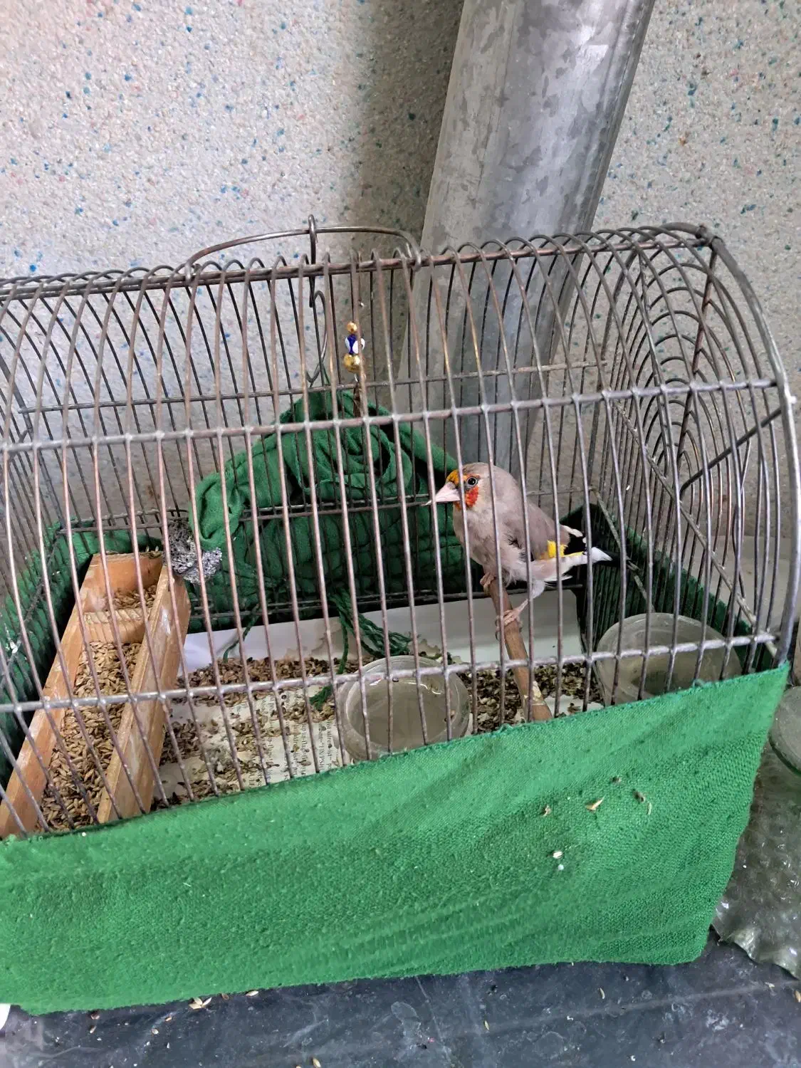 پرنده|پرنده|گرگان, |دیوار