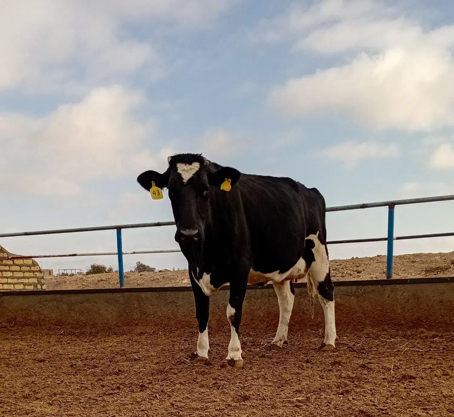 تلیسه وگاو صنعتی|حیوانات مزرعه|باخزر, |دیوار