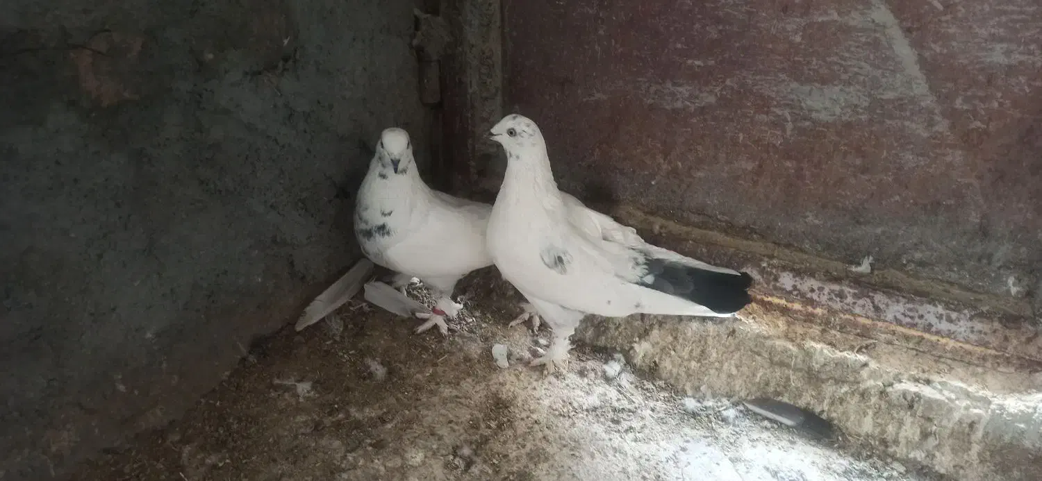 کبوتر|پرنده|فرخ‌شهر, |دیوار