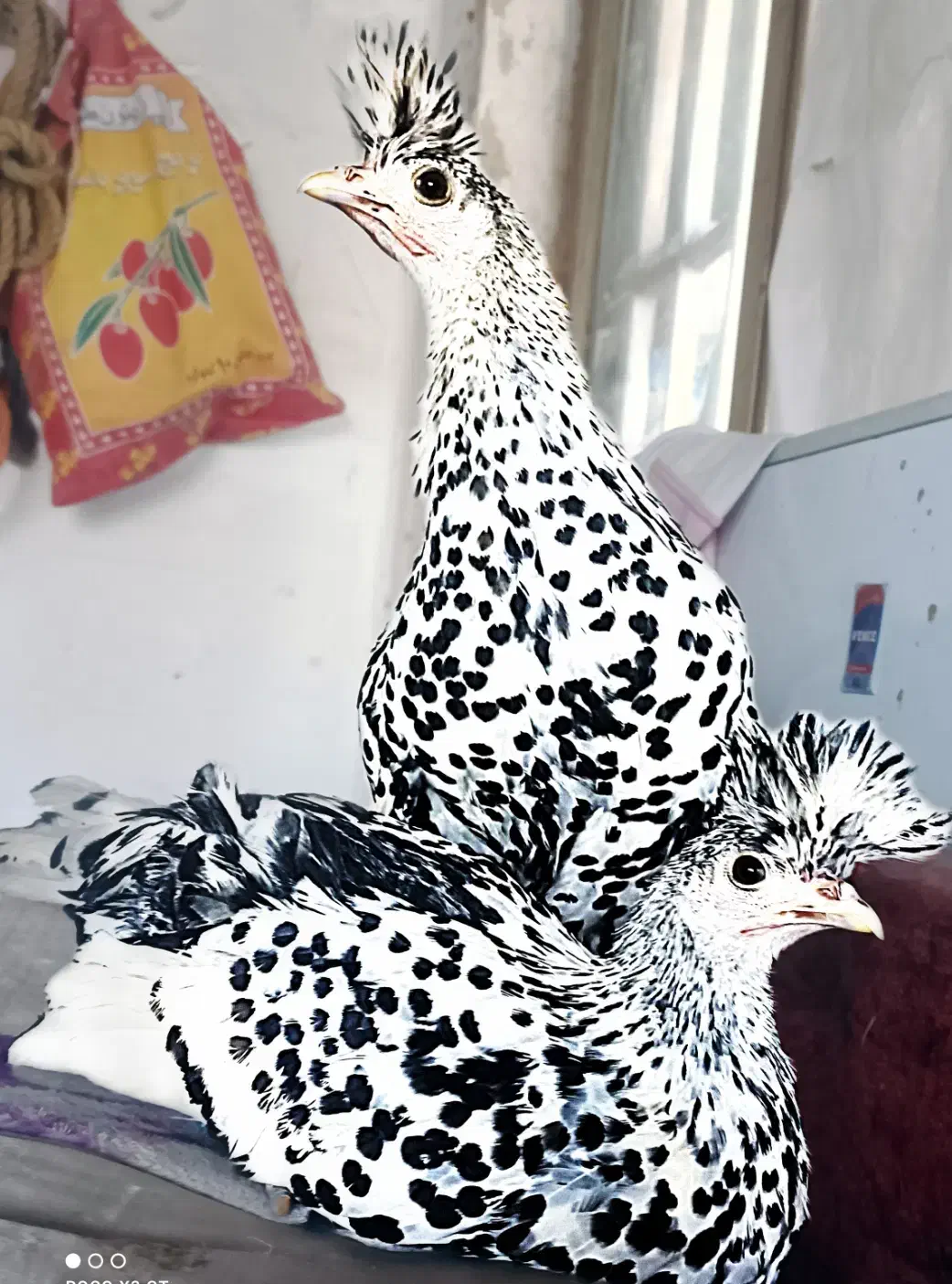 تخم نطفه دار و جوجه اپنزلر،ورورک،لاکنولدر آلمانی|حیوانات مزرعه|مشهد, موعود|دیوار