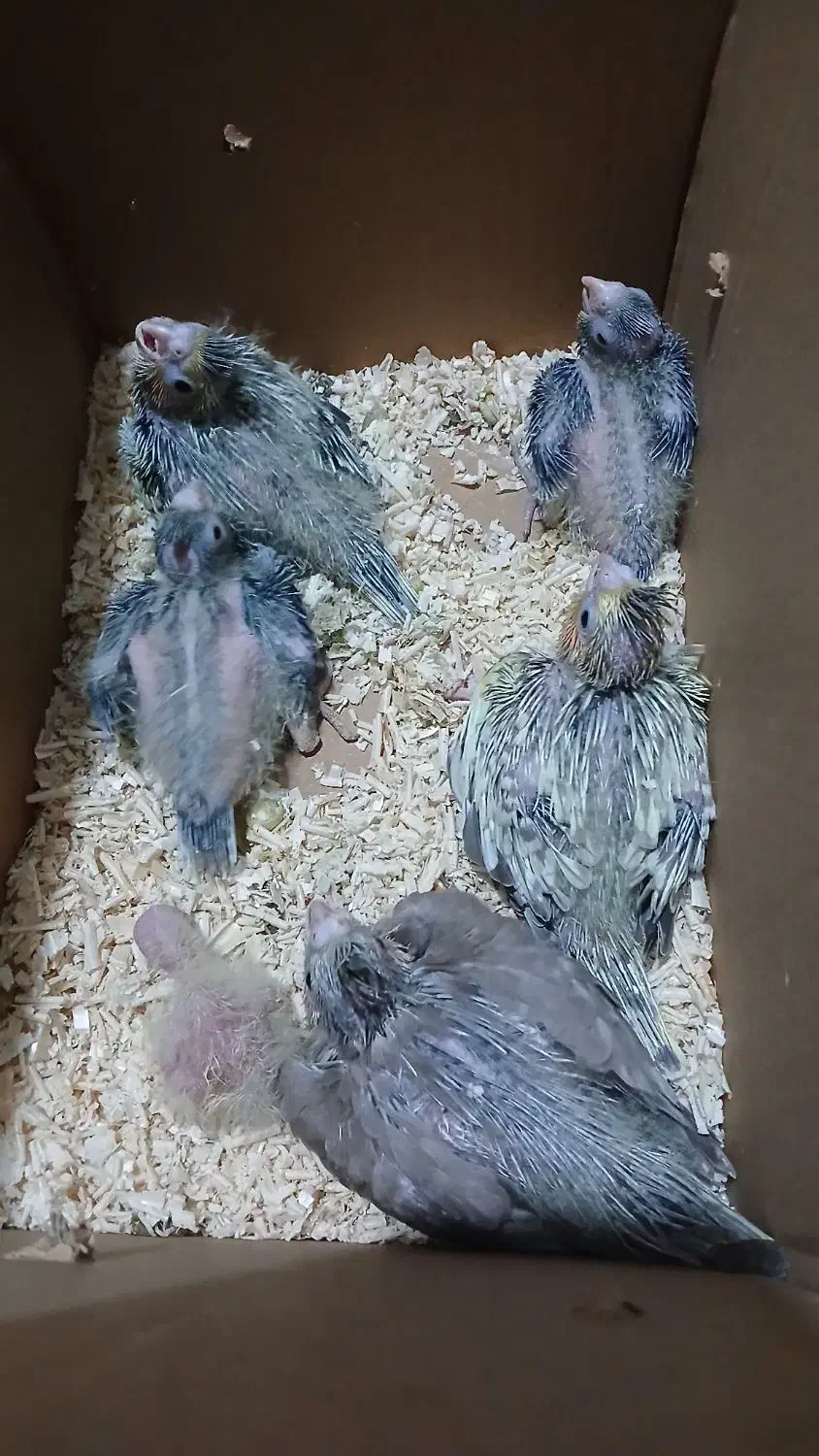 عروس با جوجه|پرنده|شاهرود, |دیوار