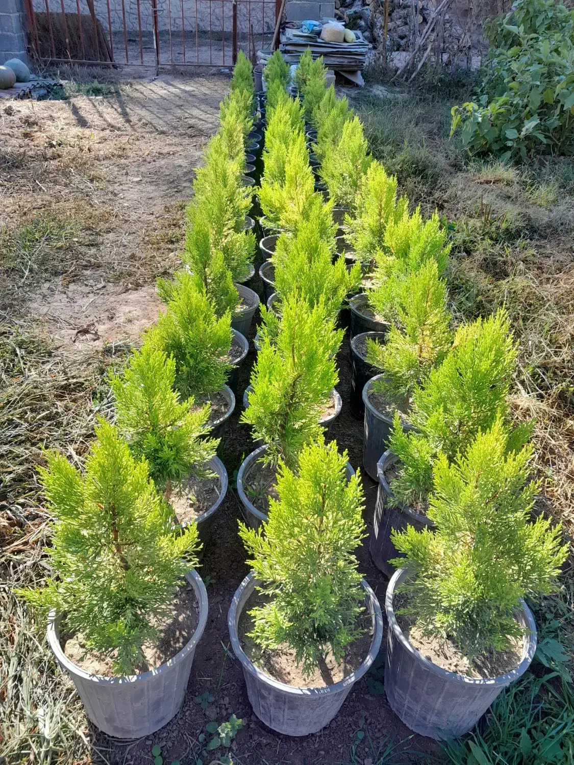 فروش عمده نهال کاج لاوسون|خدمات باغبانی و درختکاری|مرزنآباد, |دیوار