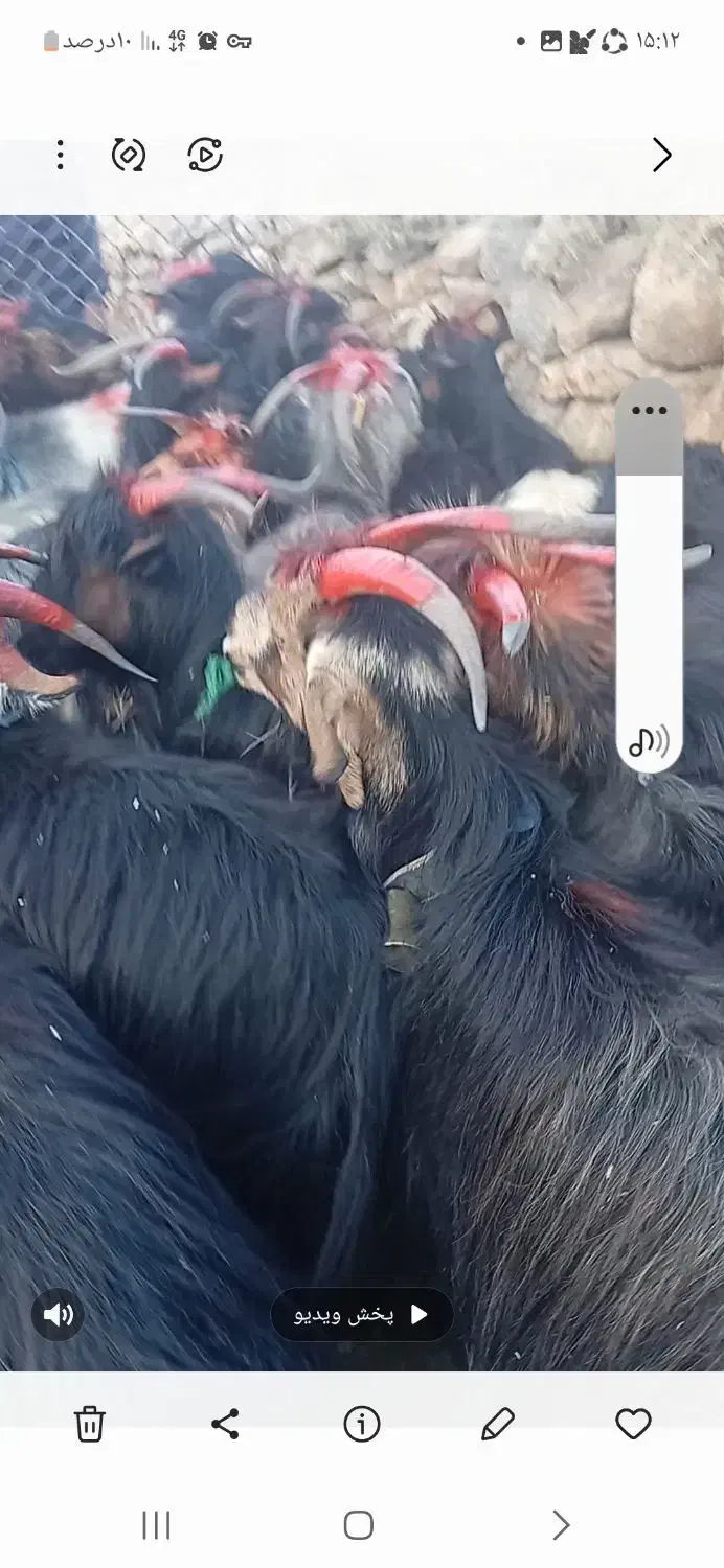 فروش چند راس بز|حیوانات مزرعه|لنده, |دیوار