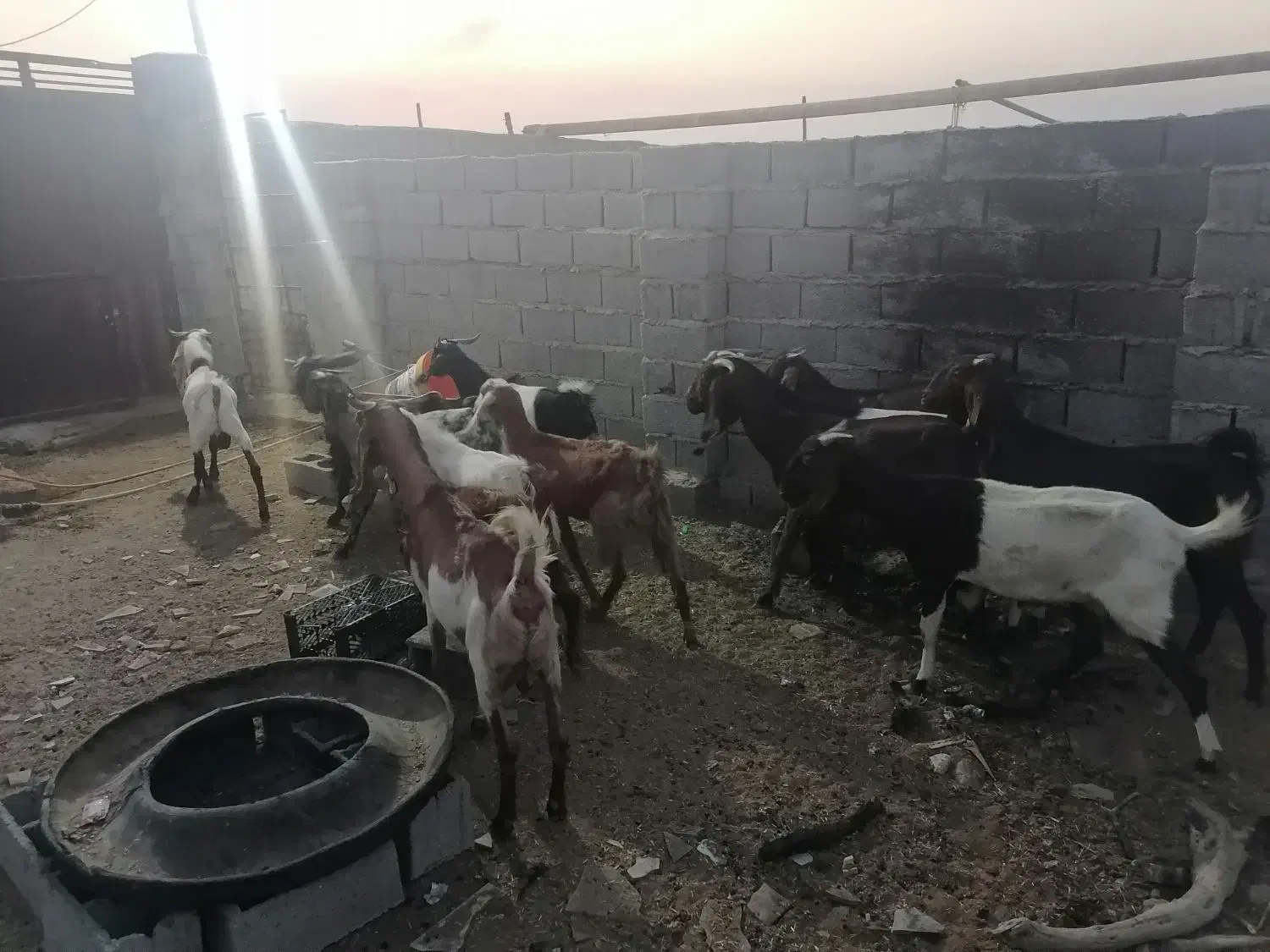 بز فروشی|حیوانات مزرعه|خرمشهر, |دیوار