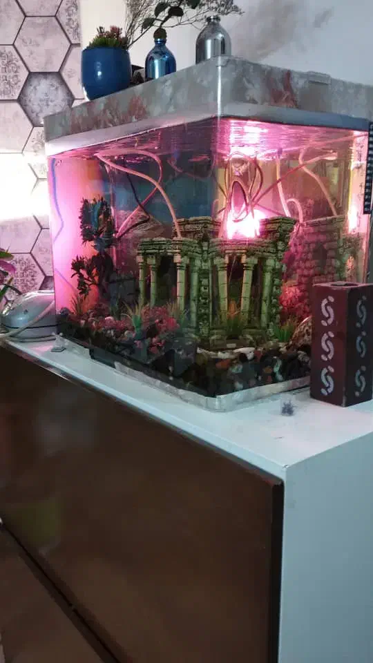 آکواریوم لوکس|ماهی|تهران, آشتیانی|دیوار