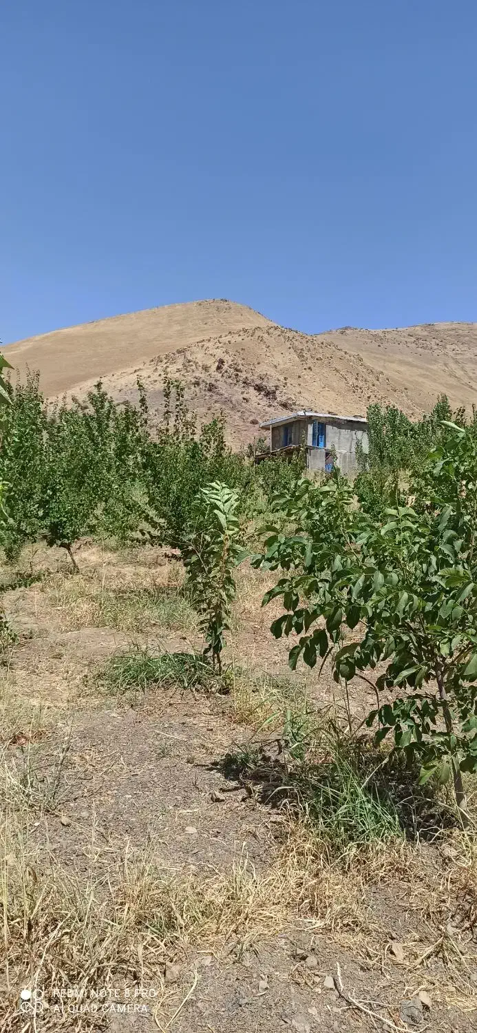 فروش زمین کشاورزی|فروش دفتر صنعتی، کشاورزی، تجاری|موچش, |دیوار