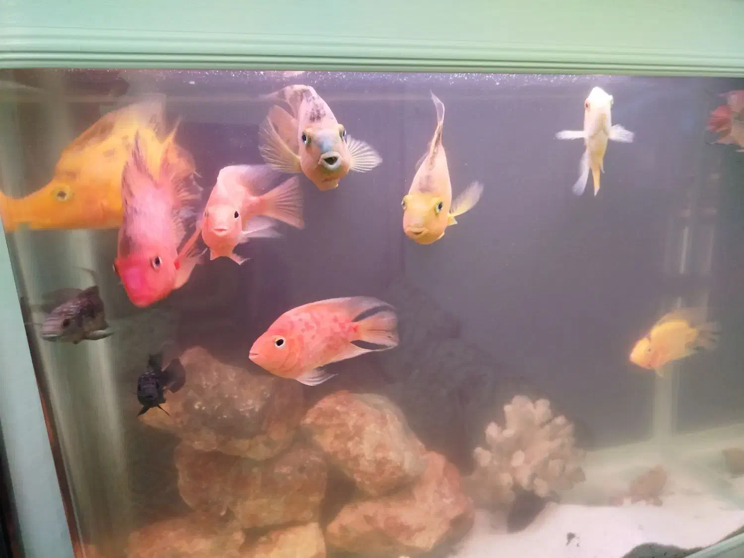 ماهی گوشتخوار در زهک|ماهی|زهک, |دیوار