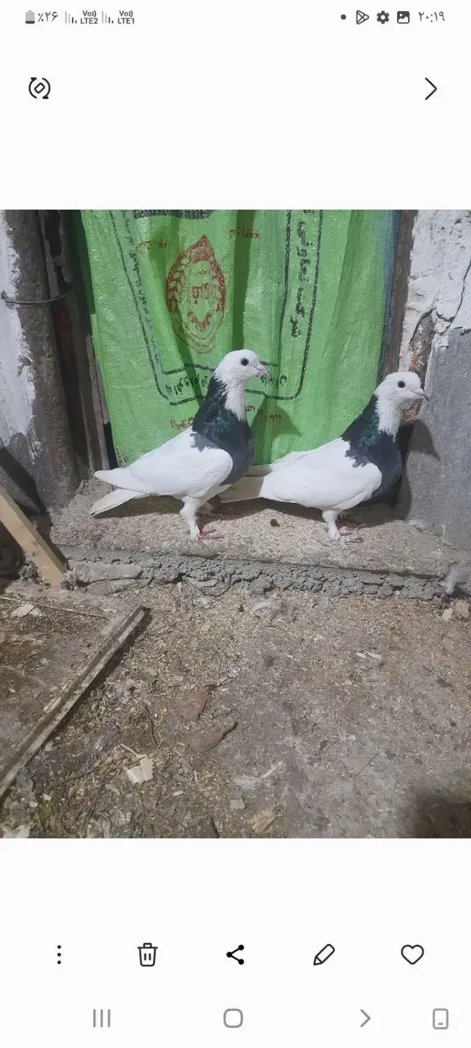 کفتر|پرنده|هشتگرد, شهرک پارسیان|دیوار