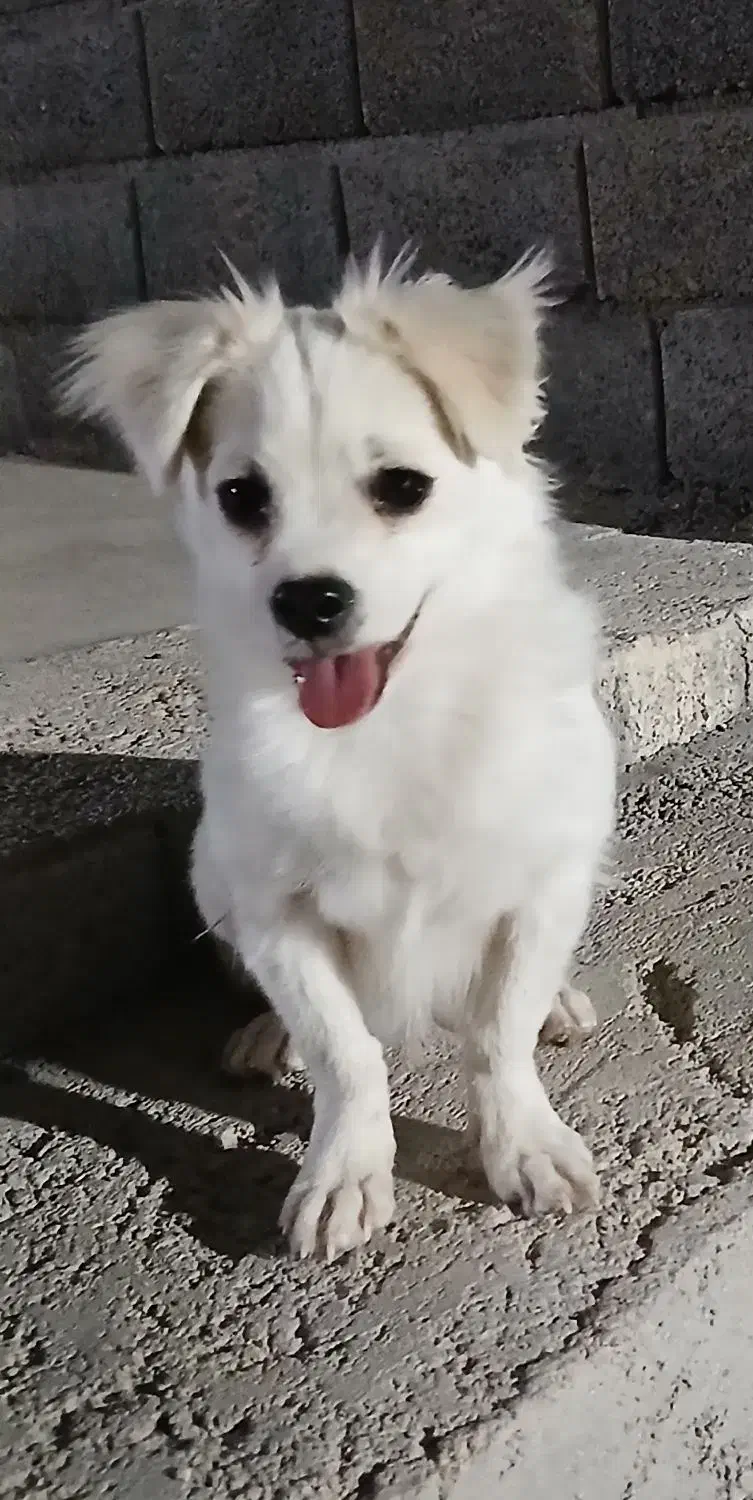 سگ پاکوتاه|سگ|لار, |دیوار