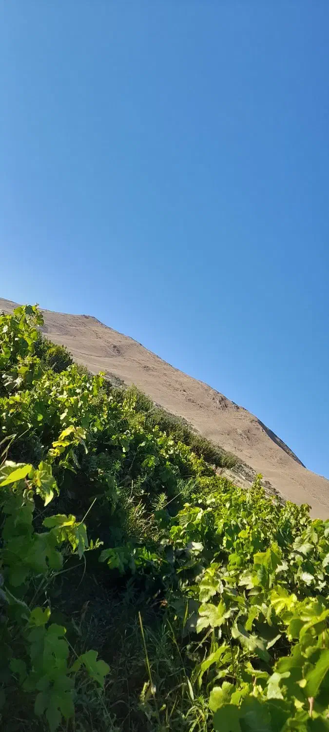 باغ انگور و میوه|فروش زمین و ملک کلنگی|زنده رود, |دیوار