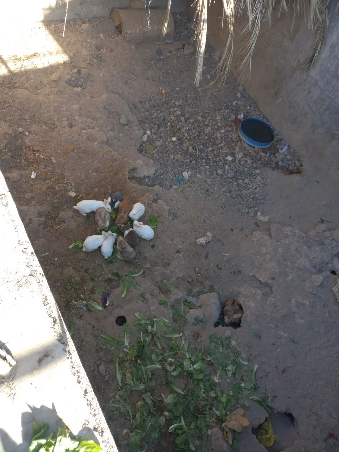 خرگوش|موش و خرگوش|قم, الغدیر|دیوار