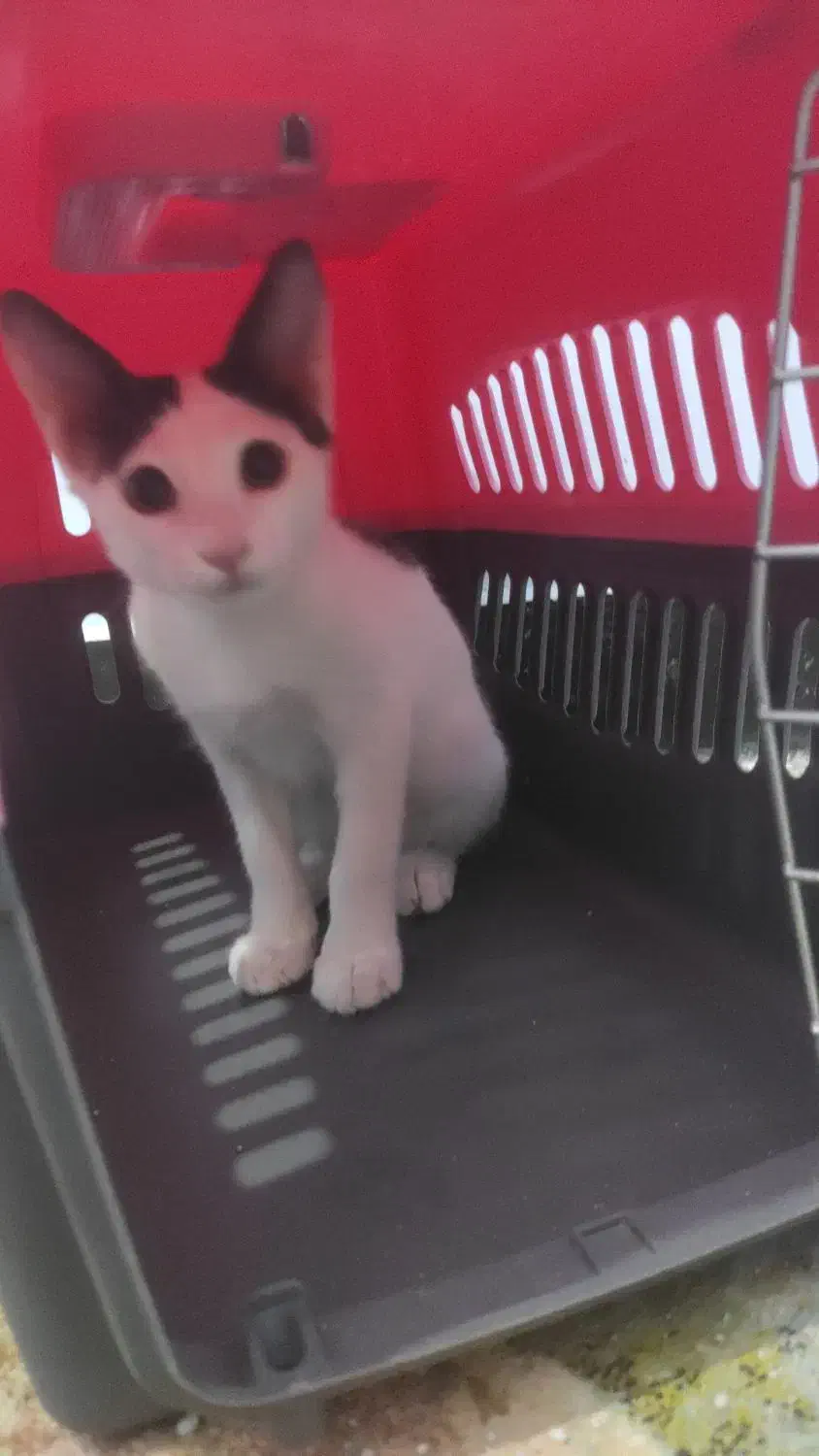 گربه ی کوچولو|گربه|بندرعباس, |دیوار