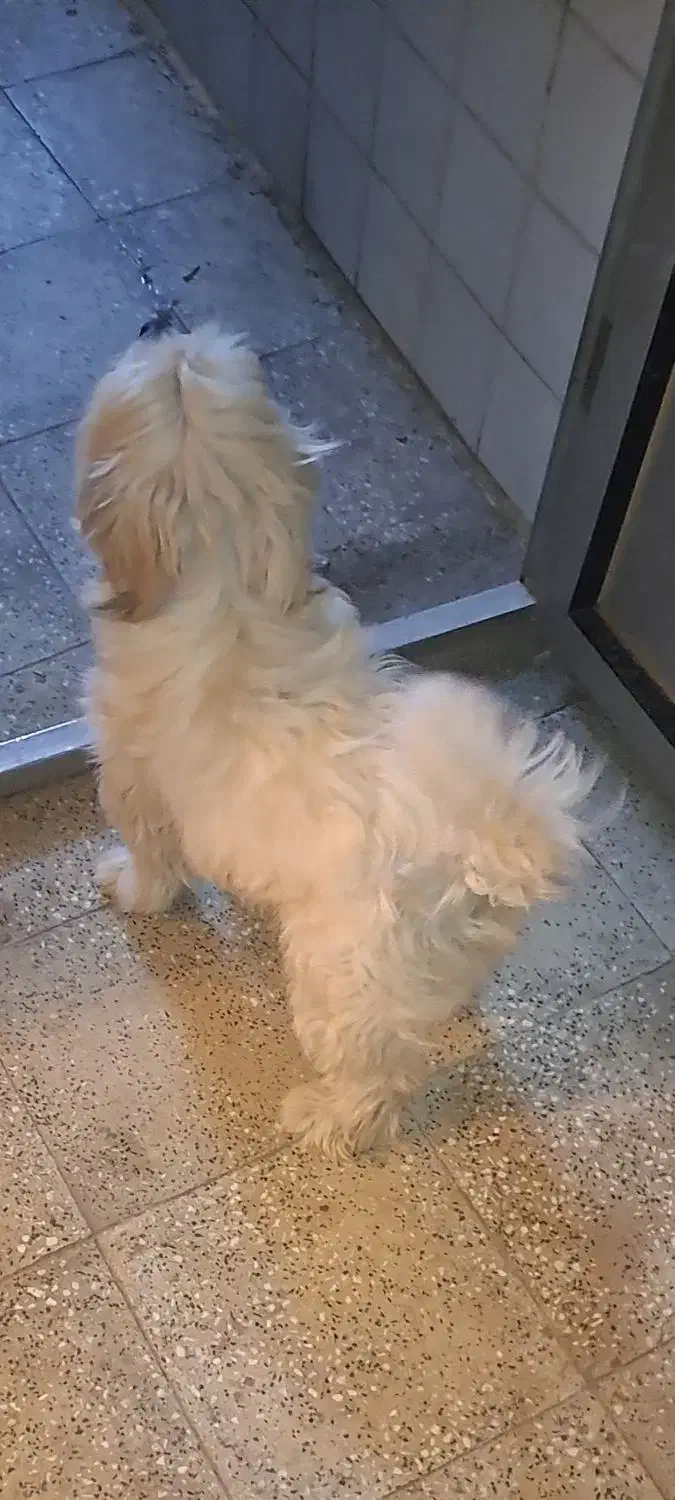 سگ شیتزو پاکوتاه|سگ|اراک, |دیوار