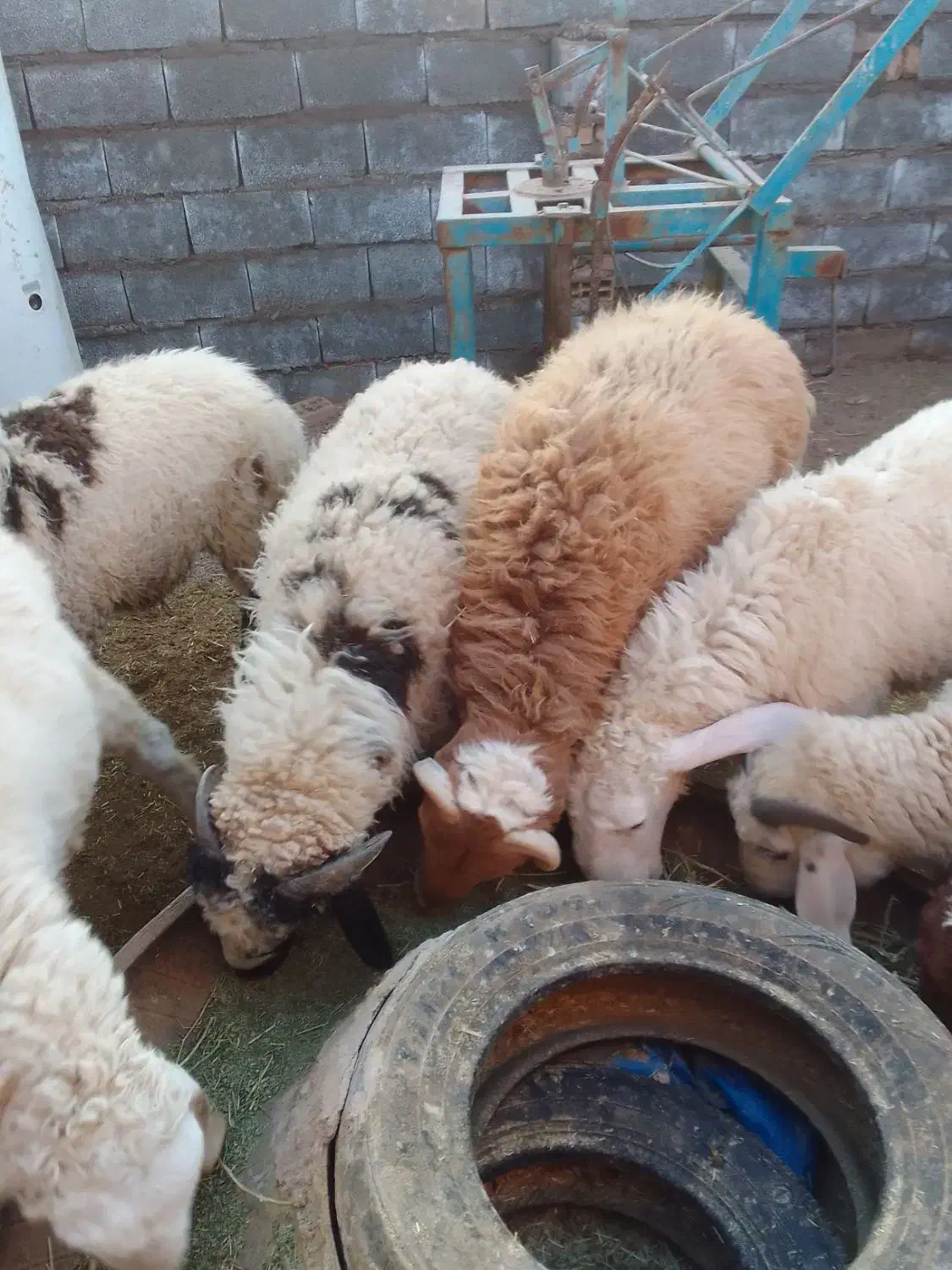 فروش بره پرواری|حیوانات مزرعه|رفسنجان, |دیوار