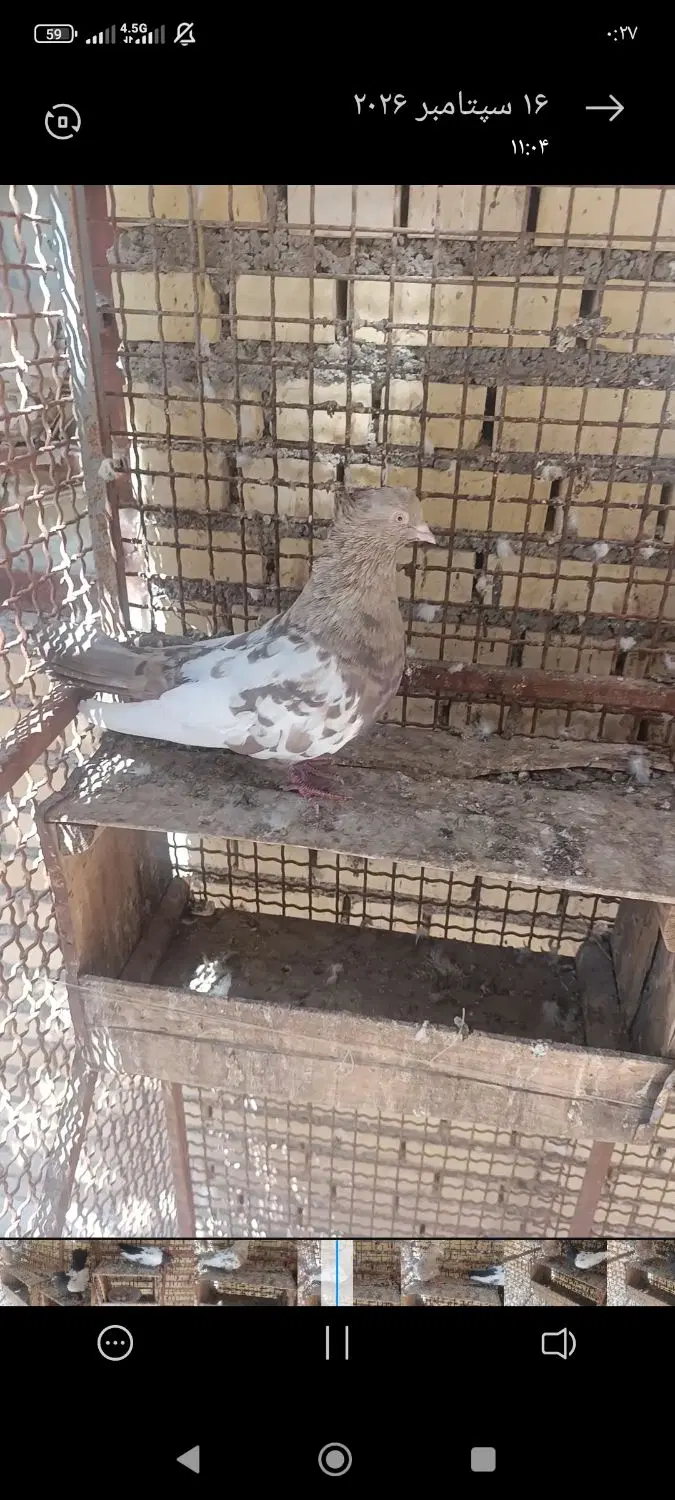 کفتر|پرنده|آبادان, |دیوار