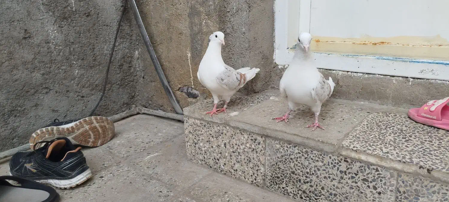 ایرپاد کبوتر خوشونه معاوضه باقناری|لوازم جانبی موبایل و تبلت|خرمآباد, |دیوار