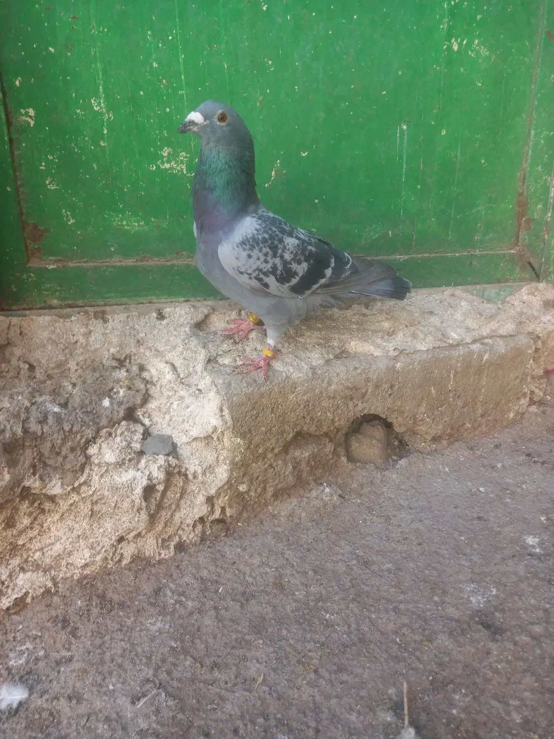 دوبرگرفته شده چیتی نر اوچان گرفته شده|پرنده|ویلکیج, |دیوار