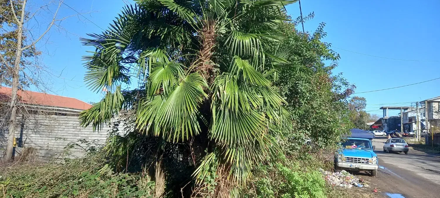 فروش پالم پالونیا|گل و گیاه طبیعی|آستانه اشرفیه, |دیوار