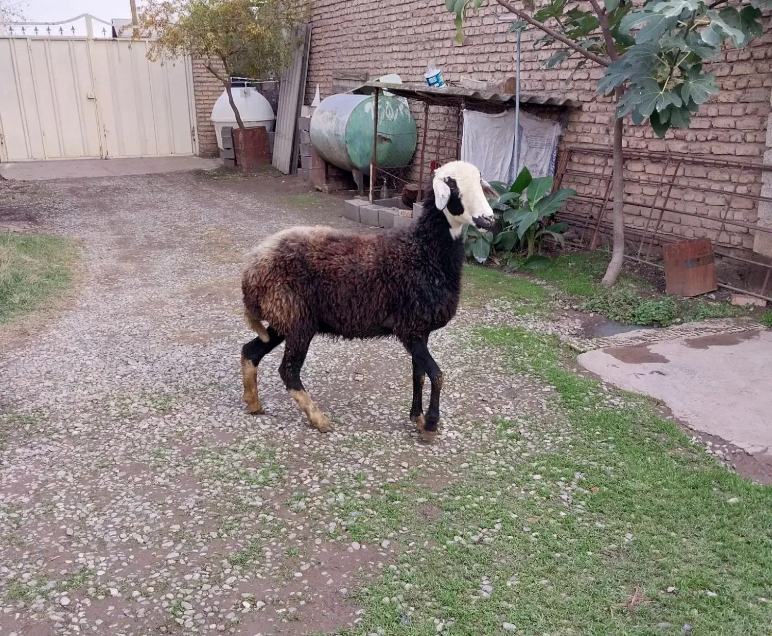 یک راس شیشک داشتی|حیوانات مزرعه|علی‌آباد کتول, |دیوار