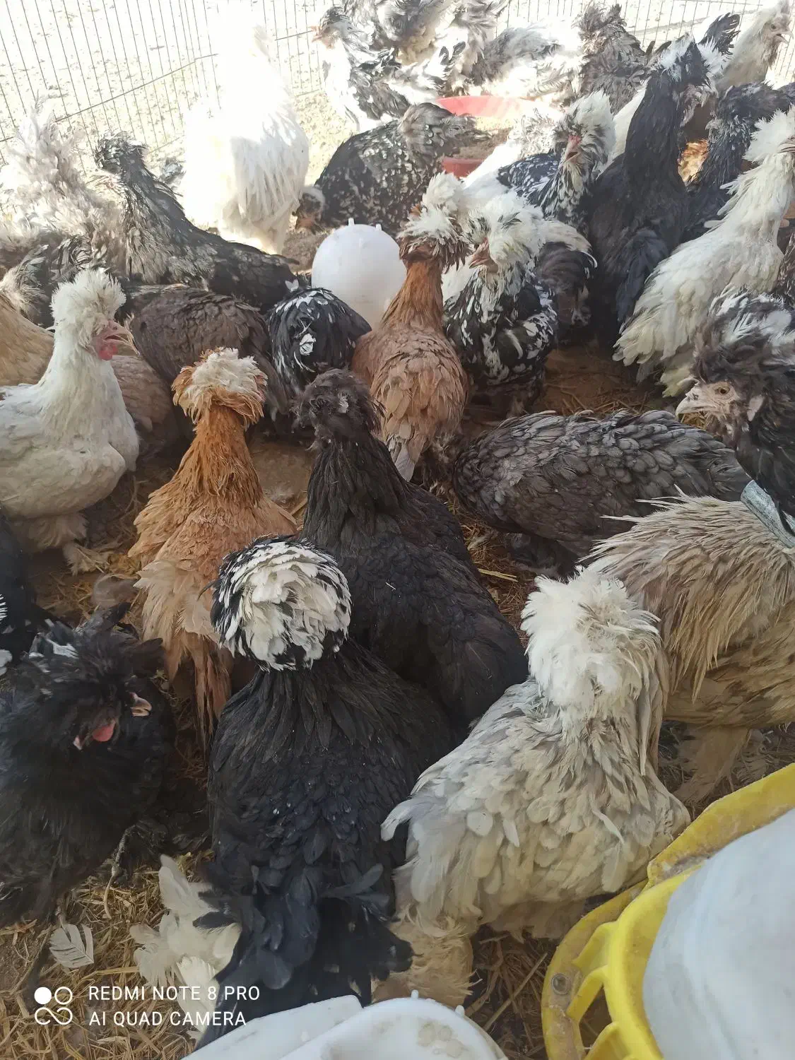 مرغ سلطان ولهستانی تخمگذار|حیوانات مزرعه|شیراز, سلطان آباد|دیوار
