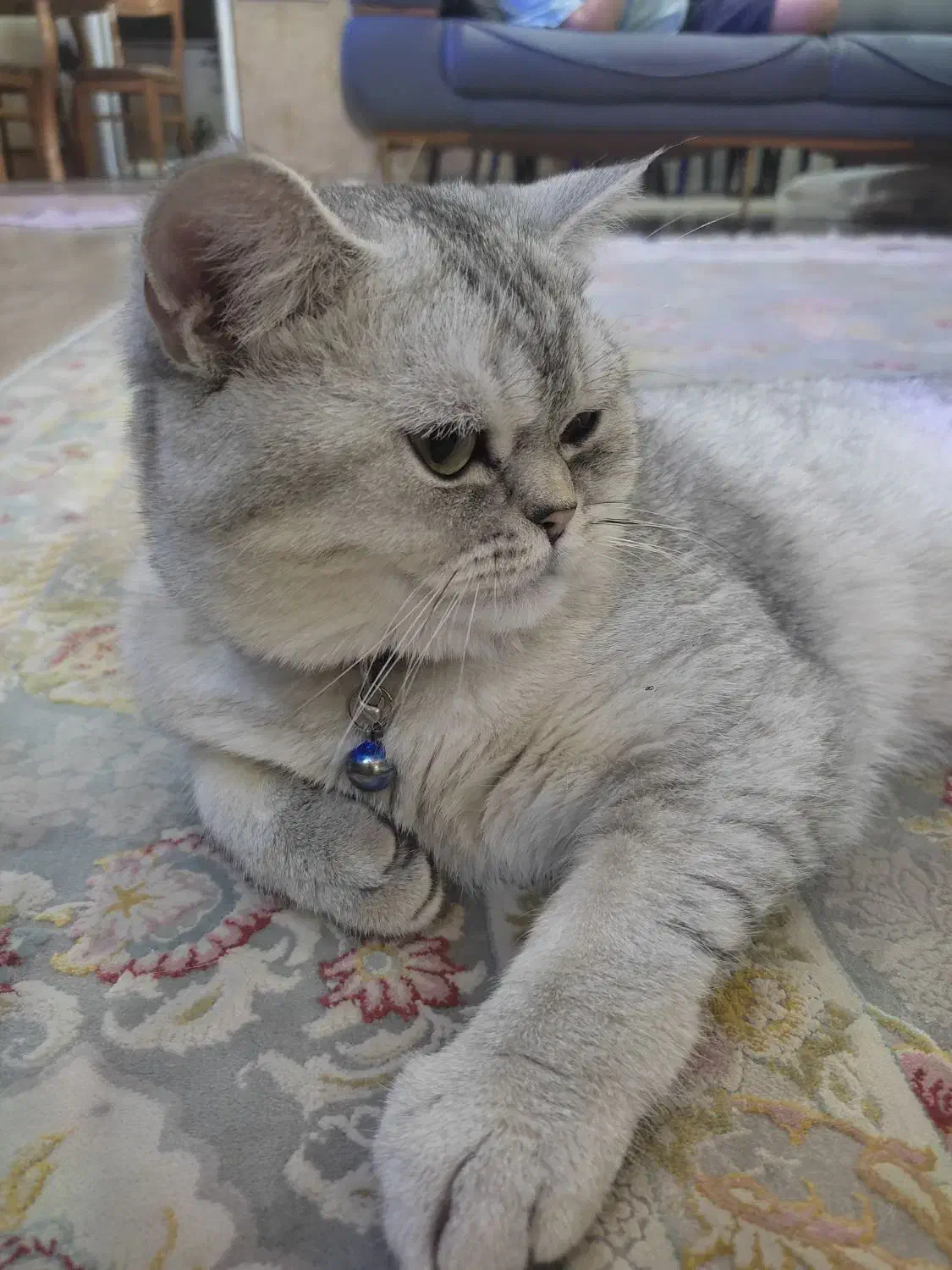 گربه بریتیش|گربه|زنجان, |دیوار